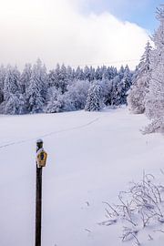 Langlaufrunde bei bestem Kaiserwetter im verschneiten Thüringer Wald bei Floh-Seligenthal - Thüringen - Deutschland von Oliver Hlavaty