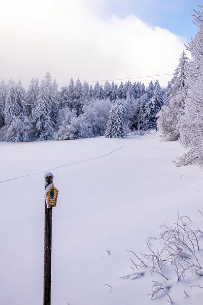Tour de ski de fond par un temps impérial dans la forêt enneigée de Thuringe près de Floh-Seligenthal - Thuringe - Allemagne par Oliver Hlavaty