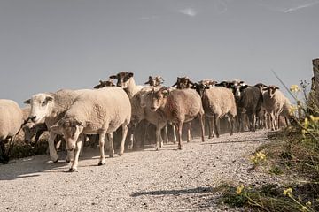 Schaapskudde in de duinen. Katwijk aan Zee. 3 van Alie Ekkelenkamp