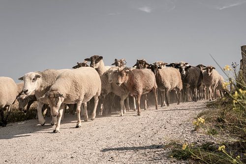 Schaapskudde in de duinen. Katwijk aan Zee. 3