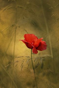 le coquelicot est en fleur