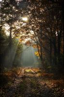 Herfst bospad