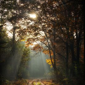 Herfst bospad van Danny Taheij