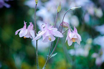 Pink flowers by Iris Lobregt