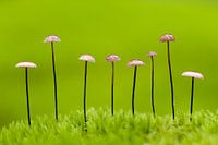 Paddestoelen op een rij