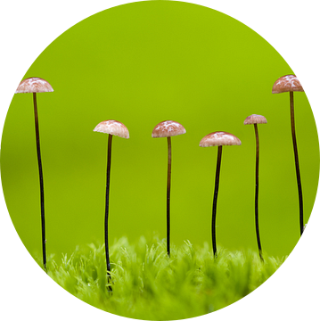 Paddestoelen op een rij van AGAMI Photo Agency