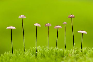 Paddestoelen op een rij van AGAMI Photo Agency