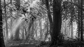 zonnestralen van Henri Boer Fotografie