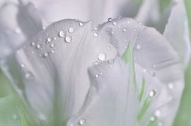 Tulpe mit Wassertropfen