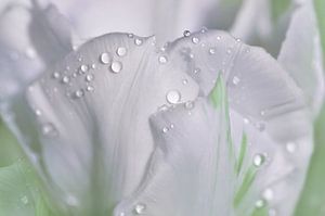 Tulpe mit Wassertropfen