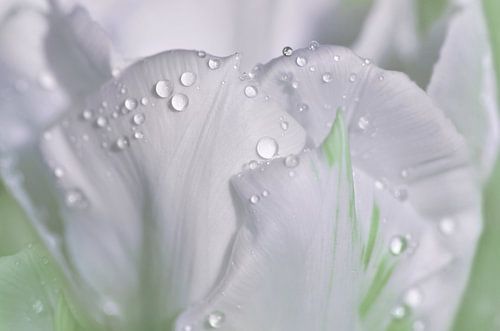 Tulp met waterdruppels