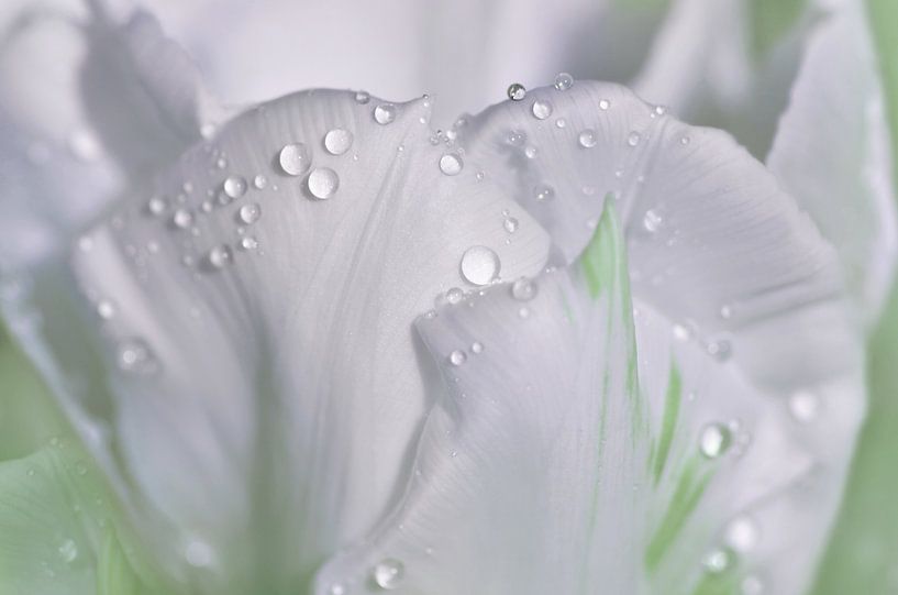 Tulip with water droplets by Violetta Honkisz