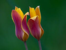 Sanfte Farben von Denis Feiner