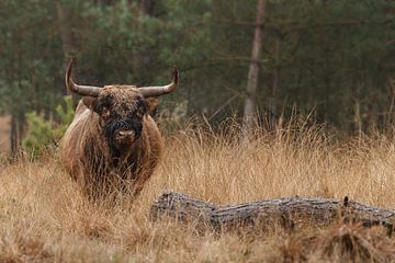 Schottischer Highlander-Stier