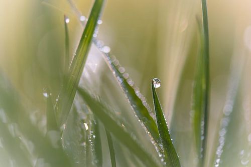 a drop in the silver grass