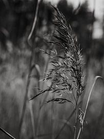 praise by José Lugtenberg