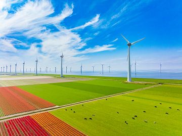 Tulips in fields during springtime seen from above by Sjoerd van der Wal Photography