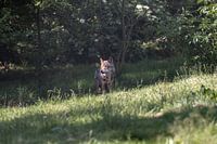 Wolf in Nederlandse natuur