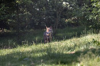 Wolf in der niederländischen Natur