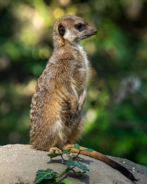 A meerkat by Luuk Albers