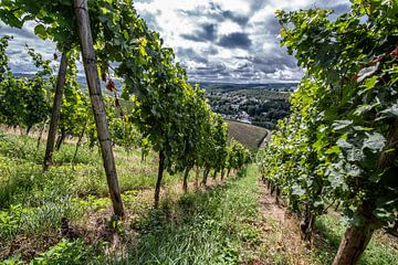 Where the wine grows by Thomas Riess