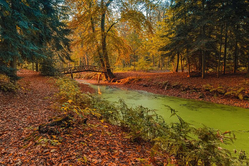 Autumn in the Slochter forest by Henk Meijer Photography