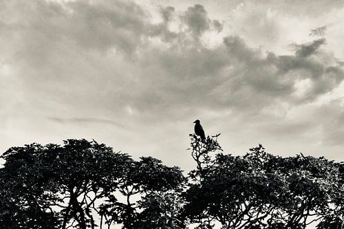 On top of the world - black/white