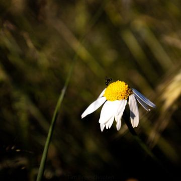 Blume auf dem Feld von Tim Breeschooten