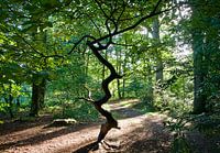 Boslandschap