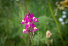 A flower photographed in a field of flowers by Double u photography