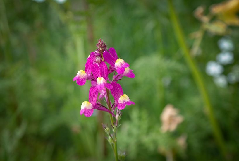 A flower photographed in a field of flowers by Double u photography