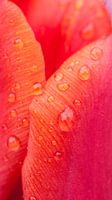 natte tulp blaadjes