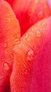 natte tulp blaadjes van mick agterberg thumbnail