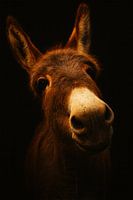 Donkey