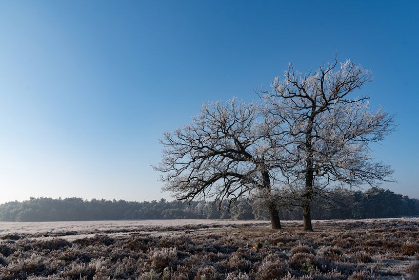 Winter op de Veluwe 01 by Cilia Brandts