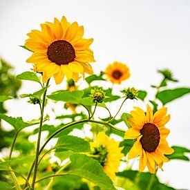Zonnebloemen in volle bloei. van Ron van der Stappen