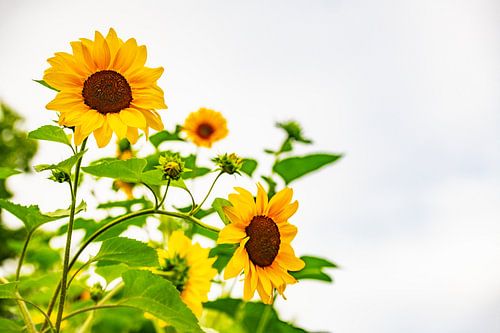 Tournesols en pleine floraison. sur Ron van der Stappen