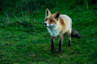 Fox 2 van Kirsten Scholten thumbnail