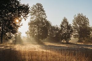 Sonnenaufgang durch die Bäume.