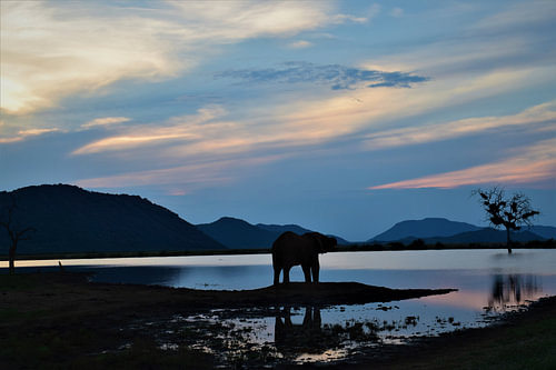 Dorstige olifant tijdens de zonsonderang