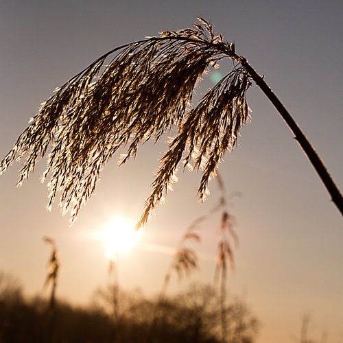 Schilf bei Sonnenaufgang