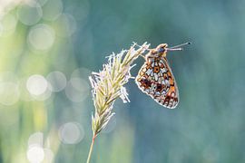 Silver moon in beautiful morning sunlight. (butterfly) by Janny Beimers