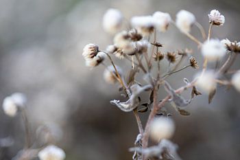 Winterbloemen, kou deert hun niet