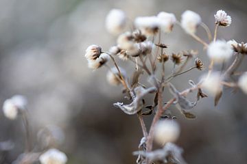 Winter flowers, cold doesn't bother them by Erwin van Eekhout
