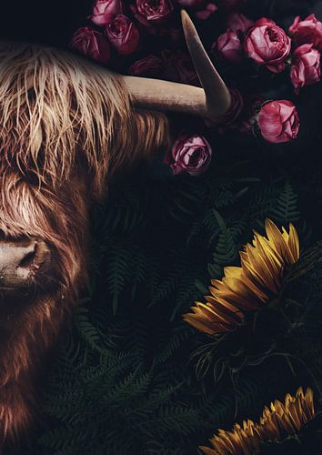 Schotse Hooglander met bloemen