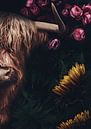 Schotse Hooglander met bloemen van Bert Hooijer thumbnail