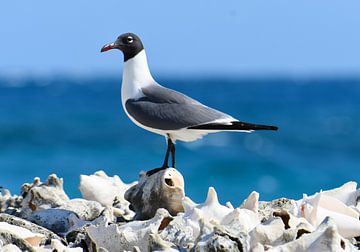 Gull on a pile of queen conch shells by Pieter JF Smit