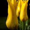 Tulipe flamboyante sur Ernst van Voorst