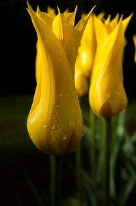 Flammende Tulpe von Ernst van Voorst