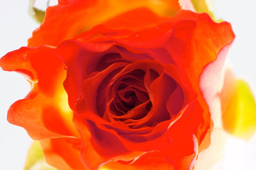 In de roos van Angelique van Heertum
